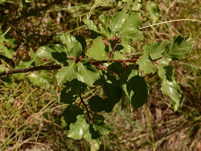 Frangula rupestris